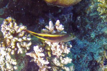 Paracirrhites forsteri