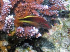 Paracirrhites forsteri