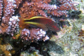 Paracirrhites forsteri