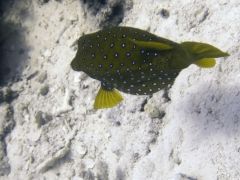 Ostracion cyanurus