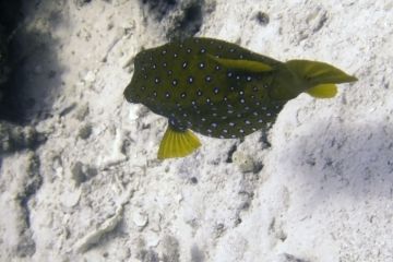 Ostracion cyanurus
