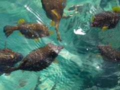 Ostracion cyanurus