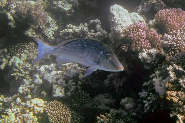 Lethrinus nebulosus