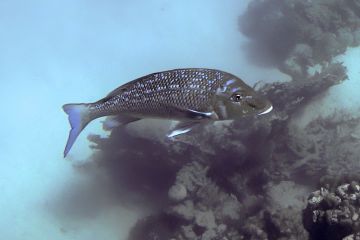 Lethrinus nebulosus