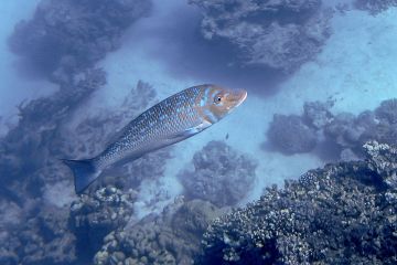 Lethrinus nebulosus