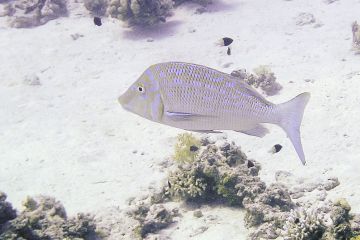 Lethrinus obsoletus