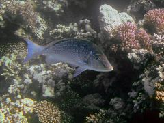 Lethrinus nebulosus
