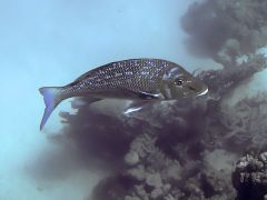 Lethrinus nebulosus