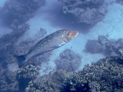 Lethrinus nebulosus