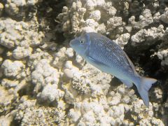 Lethrinus nebulosus