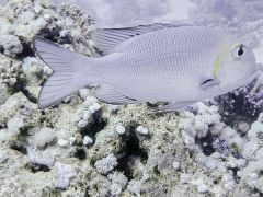 Lethrinus borbonicus