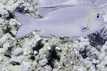 Lethrinus borbonicus