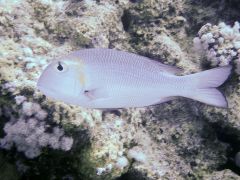 Lethrinus borbonicus