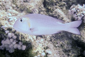 Lethrinus borbonicus