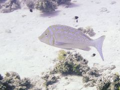 Lethrinus obsoletus