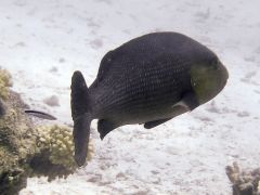 Monotaxis grandoculis