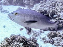 Lutjanus bohar