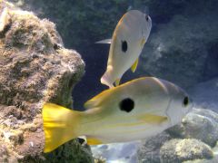 Lutjanus ehrenbergii