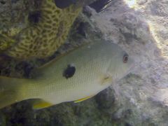Lutjanus ehrenbergii