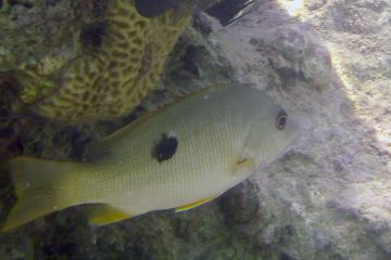 Lutjanus ehrenbergii