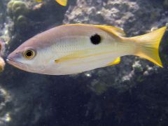Lutjanus ehrenbergii