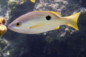Lutjanus ehrenbergii