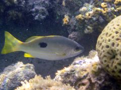 Lutjanus ehrenbergii