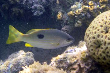 Lutjanus ehrenbergii