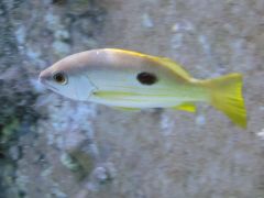 Lutjanus ehrenbergii