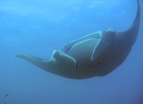 Manta-birostris-card