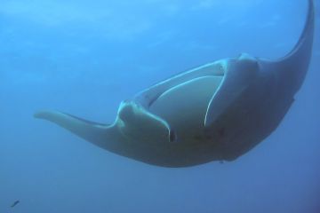 Manta birostris