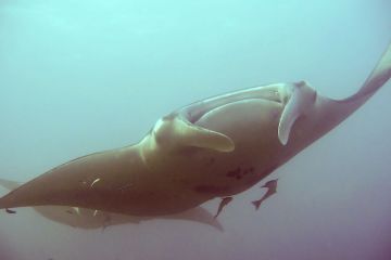 Manta birostris