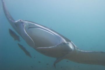 Manta birostris