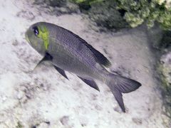 Monotaxis grandoculis