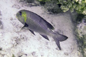 Monotaxis grandoculis