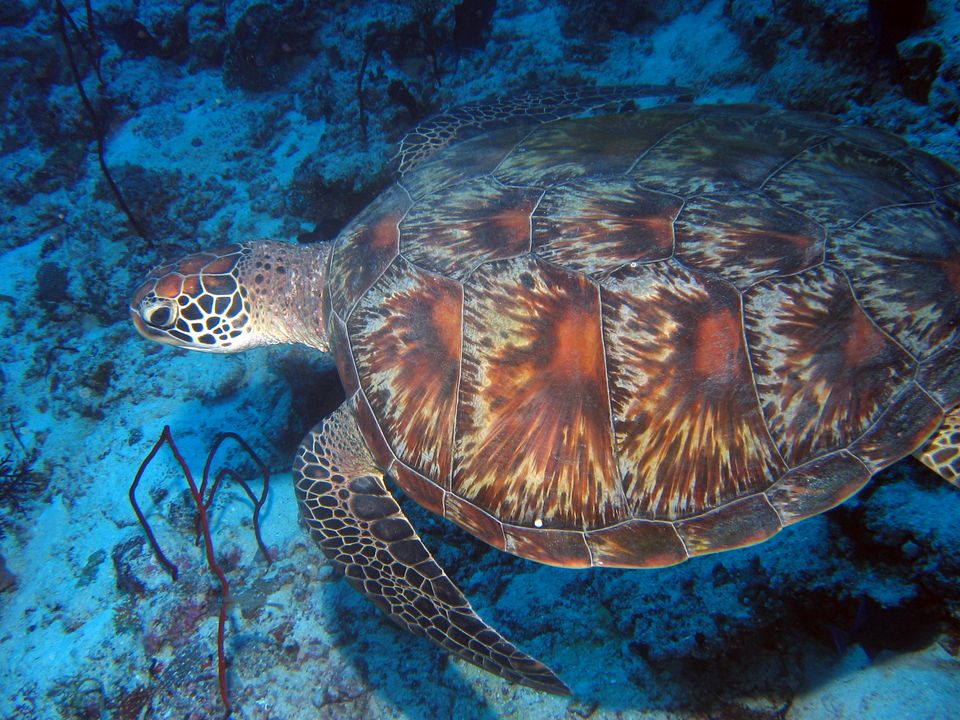 Chelonia mydas