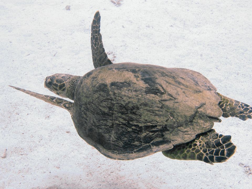 Lepidochelys olivacea