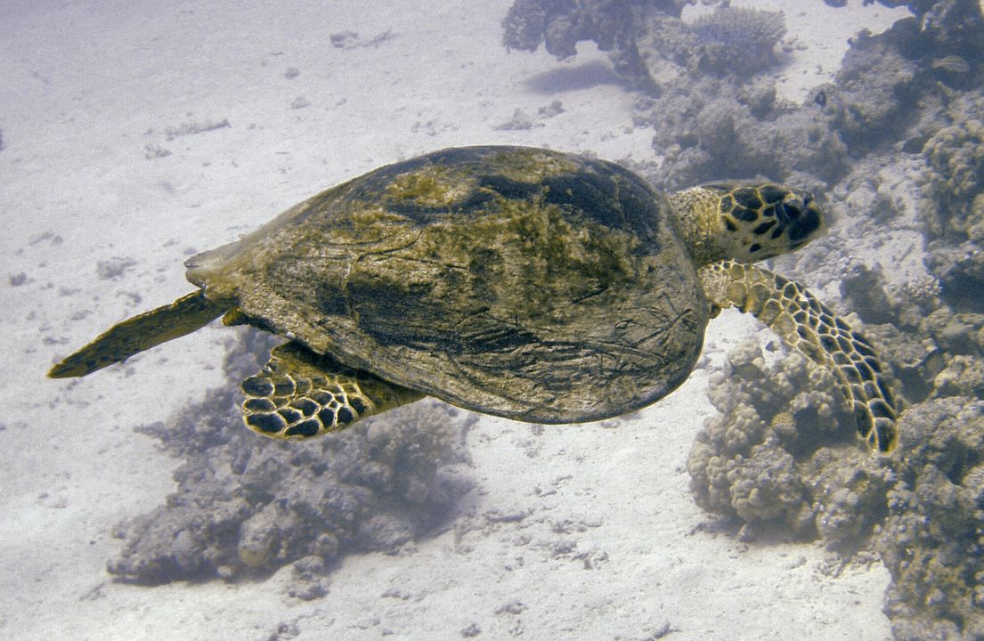 Lepidochelys olivacea
