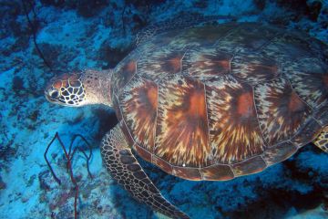 Chelonia mydas