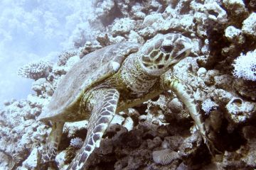 Lepidochelys olivacea