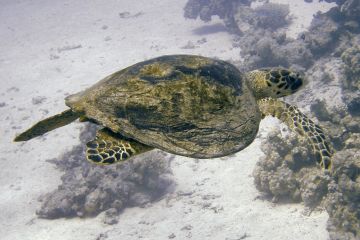 Lepidochelys olivacea
