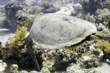Lepidochelys olivacea