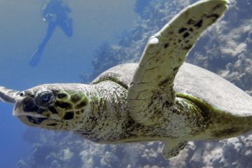 Lepidochelys olivacea