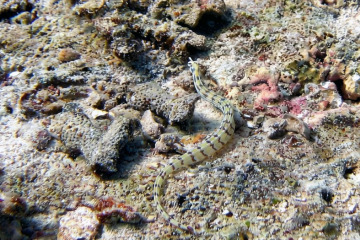Corythoichthys-flavofasciatus