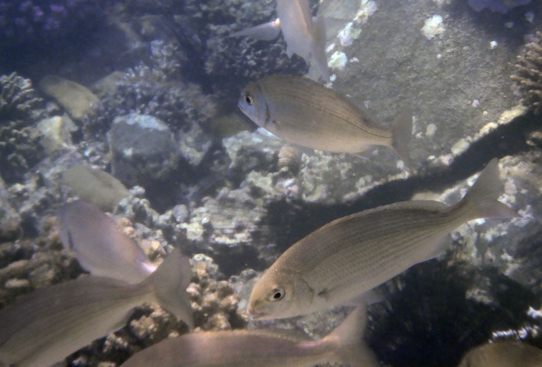 Acanthopagrus berda