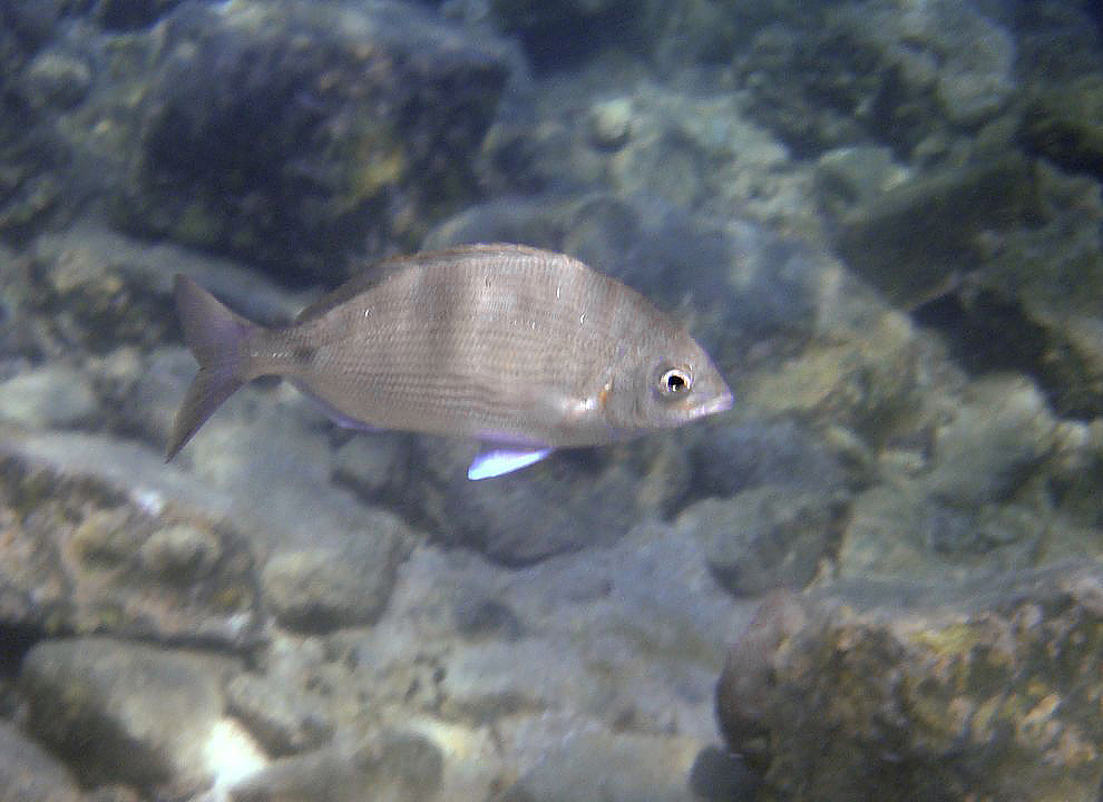 Acanthopagrus berda