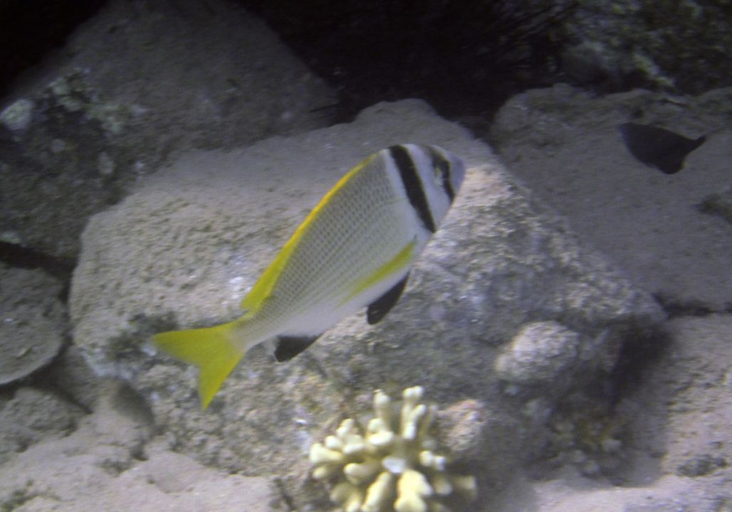Acanthopagrus bifasciatus