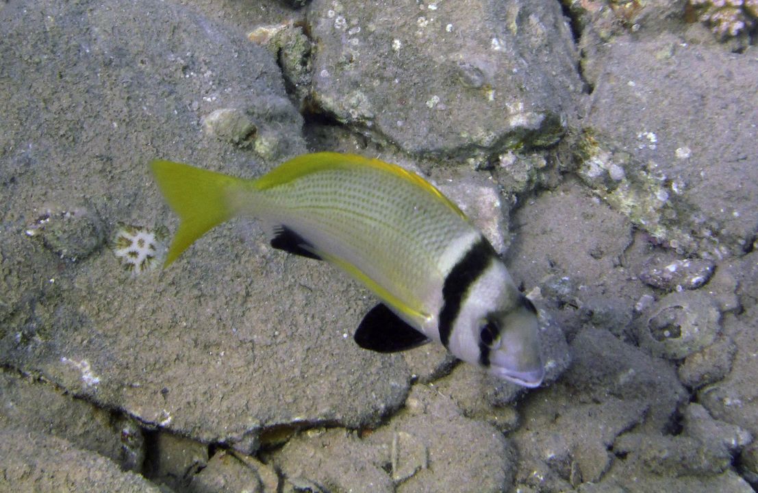 Acanthopagrus bifasciatus