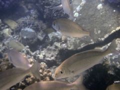 Acanthopagrus berda