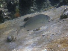 Acanthopagrus berda